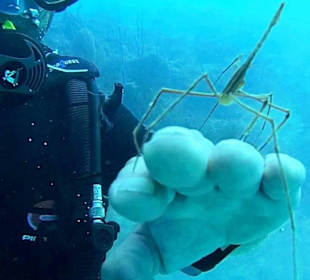 Bayahibe DiveSpot Shallow