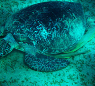 Meeresschildkröte