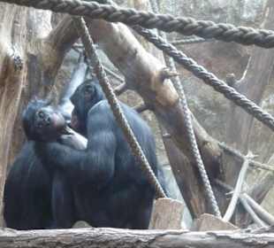 Schimpansen beim putzen