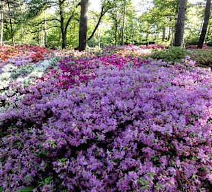 Hauptblüte im Rhododendronpark Bremen