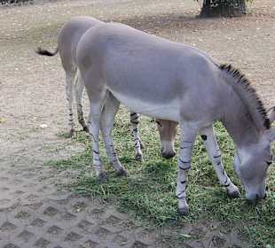 Zoo Warszawa