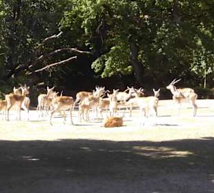 Tierpark Hagenbeck