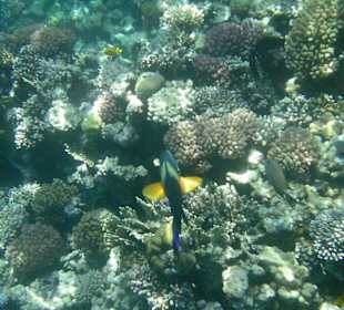 Hausriff des Makadi Palace