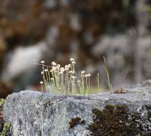..auch Pflanzen fühlen sich wohl...