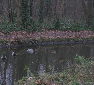 Lago nel bosco