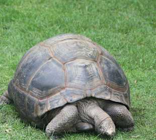 Schildkröten zum Kraulen