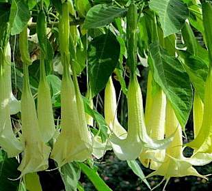 Die Engelstrompete in voller Pracht