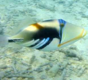 Picassodrückerfisch