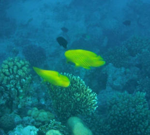 Hausriff Arabia Azur