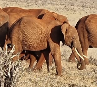 Pure Nature - Safaris in Kenya