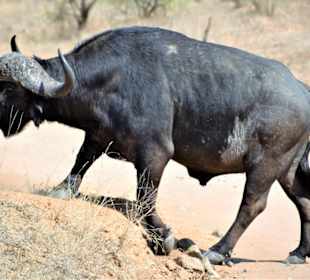 Afrik.Büffel