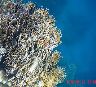 Schnorcheln Marsa Alam