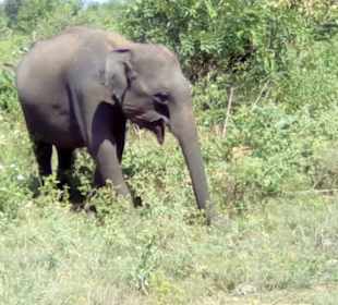 Elefant im Udawalawe Nationalpark