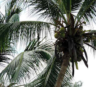 Monkey beach/park narodowy Penang