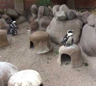 Pinguine