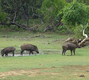 Indische Wildschweine