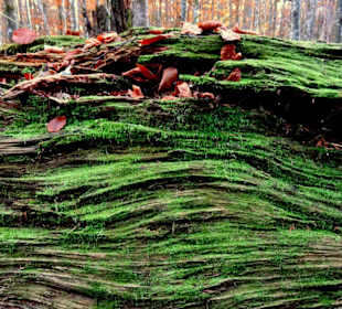 Moos siedelt sich auf einem toten  Baumstamm an