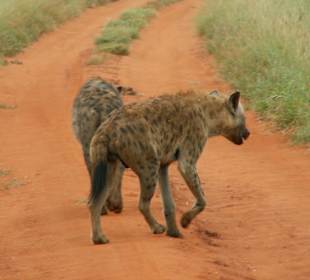 Hyäne