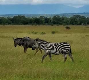 Zebras und Gnus