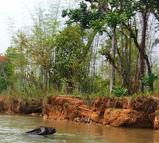 Riva del fiume, il bagno dei buoi