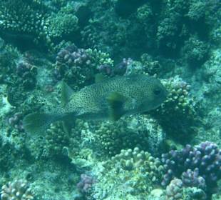 Igelfisch