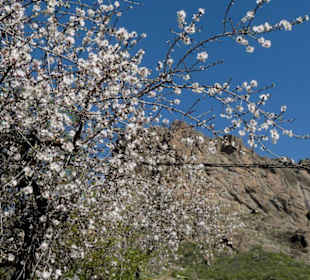 Mandelblüte
