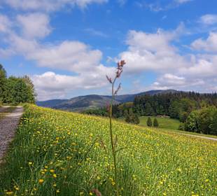 Wandern Bannwald Baiersbronn