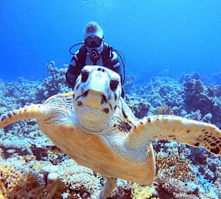 Tauchen Sharm el Sheikh 