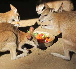 Tolle australische Tiere