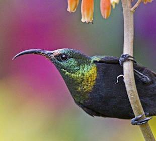 Sunbird