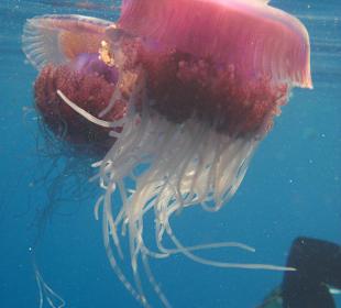 Quallen in der Bucht