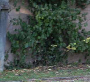 Kriegerdenkmal Hoppenlau