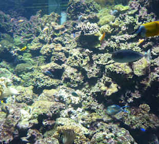 Aquarium - Unterwasserwelt mit Fischen