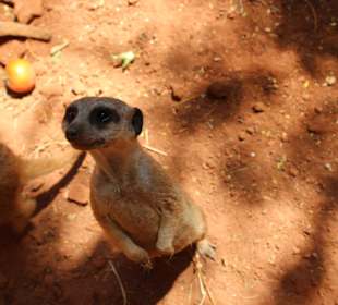 Zoo 10 Min. entfernt