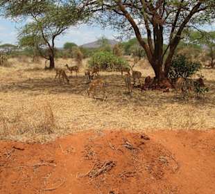 Antilopenherde im Tsavo Ost