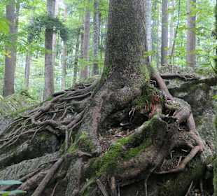 Wunderbarer Märchenwald bei Ruhpolding