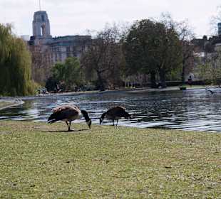 Regent's Park pond view