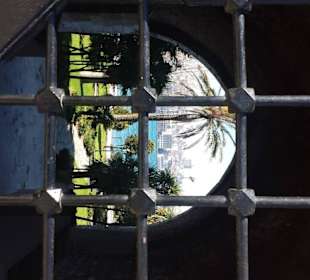 Пальма за решеткой