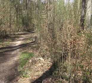 Waldsportpfad im Wasenwald