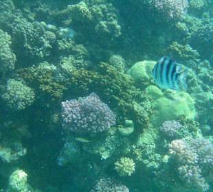 Viele schöne Fische