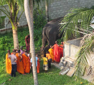 Blick zu den Mönchen vom grossen Buddha