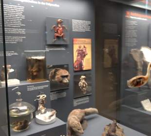 Museum der Naturkunde