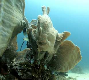 Schnorcheln Siquijor