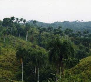 Ausflug-Samana