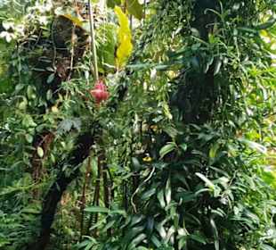 Botanischer Garten