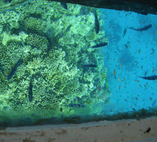 Unterwasserwelt Korallenriff Magawish