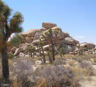 Joshua Tree Nationalpark