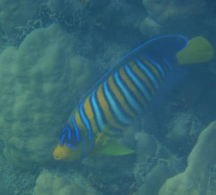 Beim schnorcheln getroffen