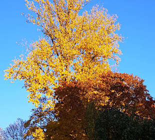 Die Baumkronen im Park