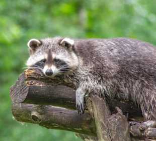 Waschbär im Wildpark Müden